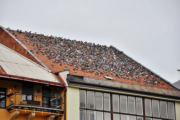 A2B Pest Control are able to install spikes to deter birds from roofs in Bickley. 