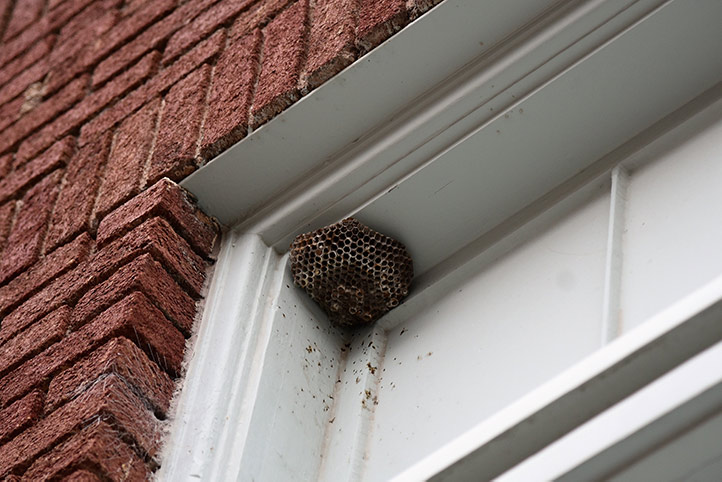 We provide a wasp nest removal service for domestic and commercial properties in Bickley.